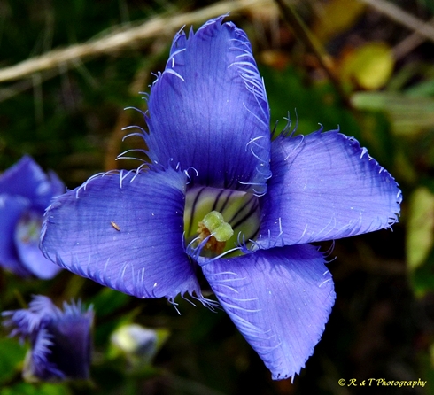 {Gentianopsis crinita}